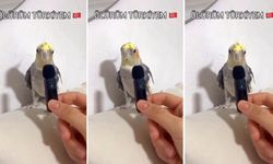 Sevimli Muhabbet Kuşu “Ölürüm Türkiyem” ile Sosyal Medyayı Büyüledi