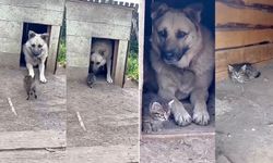 Kedi ve Köpek Dostluğu Sosyal Medyada İlgi Odağı Oldu: Gören Dönüp Tekrar Baktı