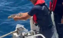 ALANYA'DA ÇUVALA DOLANAN CARETTA CARETTA KURTARILDI