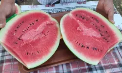 Denizli'de Sezonun İlk Karpuz Hasadı Başladı: Üretici Maliyetlerden Dertli