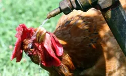 Fransa'da Aşırı Sıcaklar Tarımı Vurdu: 6 Bin Ton Kümes Hayvanı Telef Oldu
