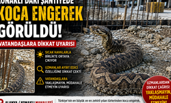Konaklı'daki Şantiyede Koca Engerek Görüldü