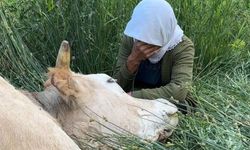 Uçurumdan Düşen İnek Telef Oldu, 7 Çocuk Annesi Kadın Gözyaşlarına Boğuldu