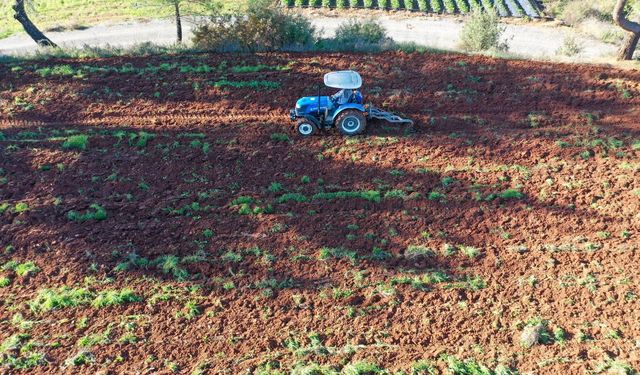 Gazipaşa’da Karakılçık Buğdayı Yeniden Toprakla Buluştu