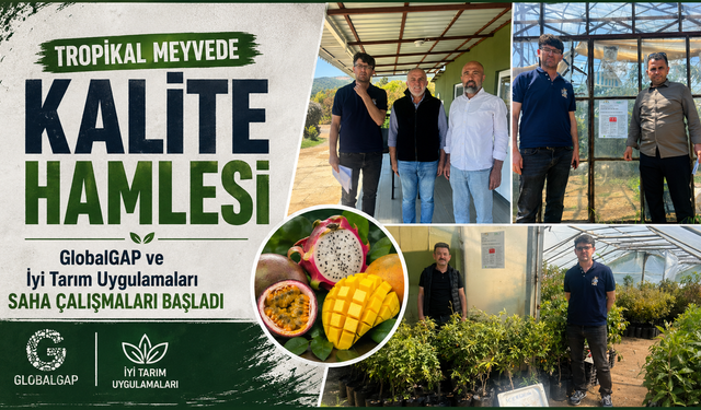 Alanya'da Tropikal Meyvede Uluslararası Standart Süreci Başladı