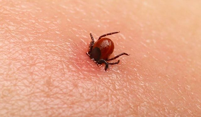 Alanya'da Kene Uyarısı: Seyir Terasında Çocuğa İki Kene Yapıştığı İddia Edildi