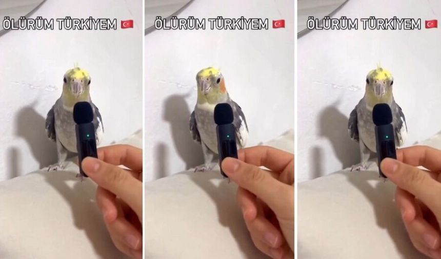 Sevimli Muhabbet Kuşu “Ölürüm Türkiyem” ile Sosyal Medyayı Büyüledi