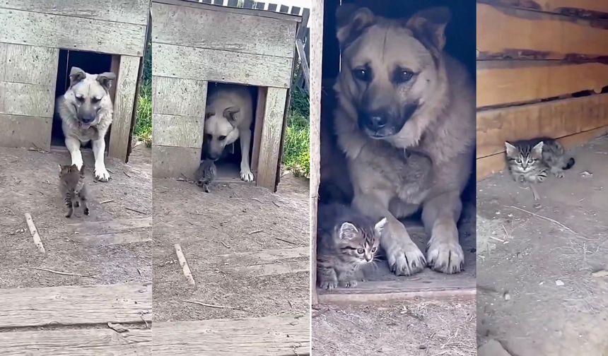 Kedi ve Köpek Dostluğu Sosyal Medyada İlgi Odağı Oldu: Gören Dönüp Tekrar Baktı