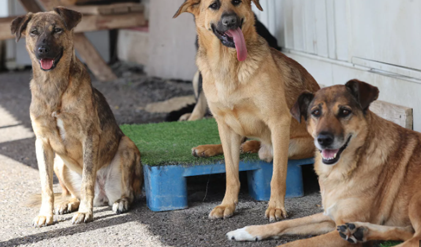 İstanbul’da Sokak Köpekleri İçin Yeni Dönem: Besleme Sınırlanıyor