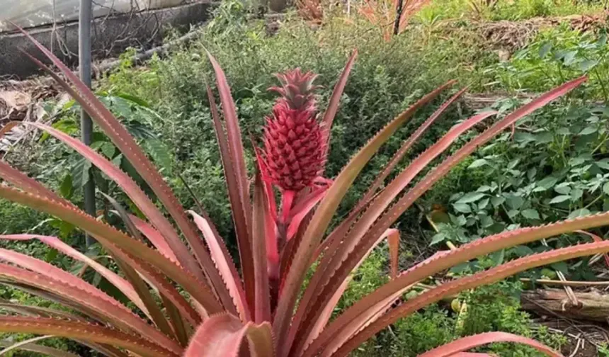 Alanya'da İlk Ananas Meyveleri Görüldü