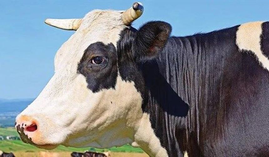 Kurban Fiyatları Tartışılırken Suriye'den Gelen Görüntüler Gündem Oldu