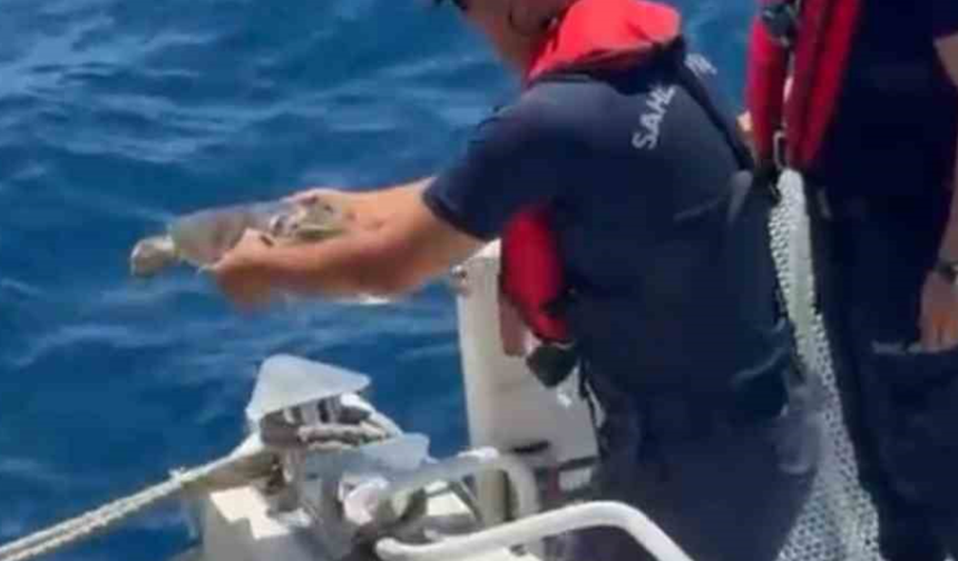 ALANYA'DA ÇUVALA DOLANAN CARETTA CARETTA KURTARILDI