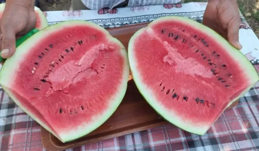 Denizli'de Sezonun İlk Karpuz Hasadı Başladı: Üretici Maliyetlerden Dertli
