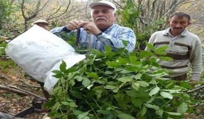 Samsun'da Orman Ürünleri Köylüye 6 Ayda 3,5 Milyon Lira Kazandırdı